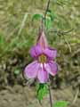Scrophulariaceae-Rehmannia-elata-Digitale-Chinoise.jpg