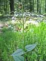 Scrophulariaceae-Scrophularia-nodosa-Scrofulaire-noueuse-Grande-scrofulaire-Scrofulaire-des-bois-Herbe-aux-ecrouelles.jpg