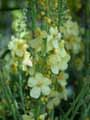 Scrophulariaceae-Verbascum-Gainsborough-Molene-Gainsborough.jpg