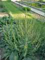 Scrophulariaceae-Verbascum-epixanthinum-Molene.jpg