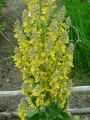 Scrophulariaceae-Verbascum-olympicum-Molene-d-Olympe-9898.jpg