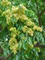 Ailanthus altissima, Ailanthus glandulosa