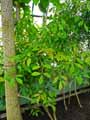 Simaroubaceae-Quassia-amara-Quassier-amer-Quassia-de-Surinam-Bois-amer.jpg