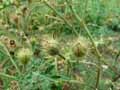 Solanum heterodoxum