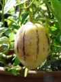 Solanum muricatum