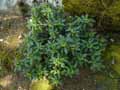 Thymelaeaceae-Daphne-laureola-Laureole-Laurier-epurge-Daphne-a-feuille-de-laurier-Laurier-purgatif-Laurier-des-bois.jpg
