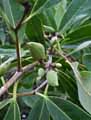 Verbenaceae-Avicennia-germinans-Bois-de-meche-Paletuvier-noir.jpg