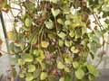 Vitaceae-Cissus-rotundifolia-Arabian-wax.jpg