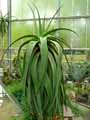 Xanthorrhoeaceae-Aloe-alooides-Aloes.jpg