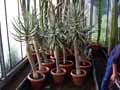 Xanthorrhoeaceae-Aloe-arborescens-Aloes-arborescent-Lis-du-desert-arborescent.jpg