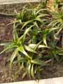 Xanthorrhoeaceae-Aloe-dorotheae-Sunset-aloe.jpg