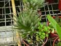 Aloe haworthioides, Lemeea haworthioides