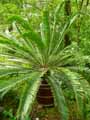 Zamiaceae-Encephalartos-altensteinii-Cycas.jpg