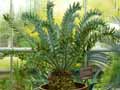 Zamiaceae-Encephalartos-horridus-Cycas.jpg