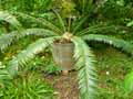 Zamiaceae-Encephalartos-senticosus-Cycas.jpg