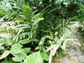 Alpinia zerumbet variegata