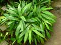 Zingiberaceae-Elettaria-cardemomum-Cardamone.jpg