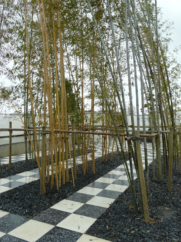 Bambouseraie sur damier