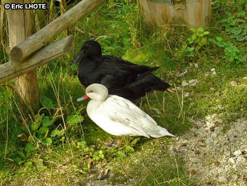 Canards blanc et noir