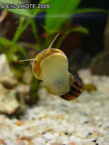 Escargot ampulaire