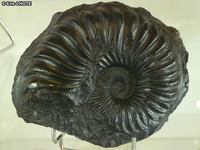 Fossile de coquillage