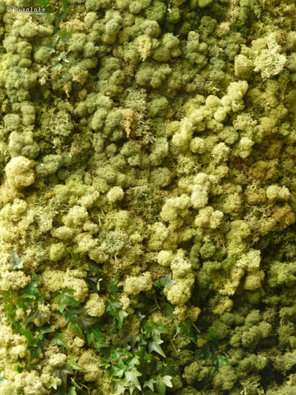Mur de lichens
