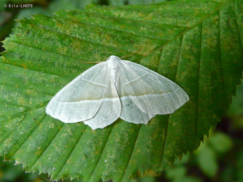 Papillon de nuit blanc