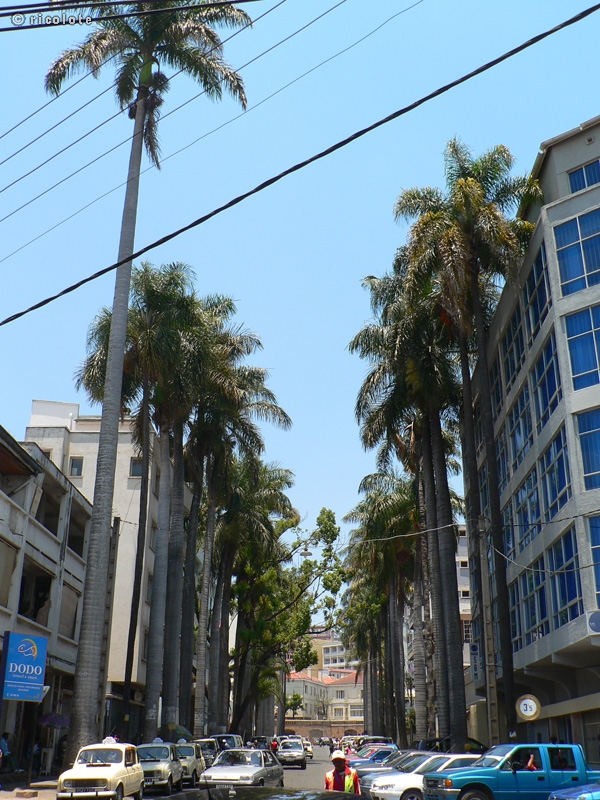 Rue plantÃ©e de palmiers royaux