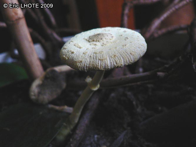 champignons-58.jpg