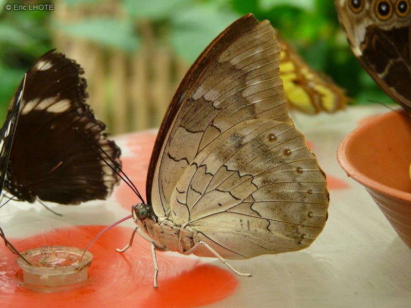 chenilles-papillons-102.jpg