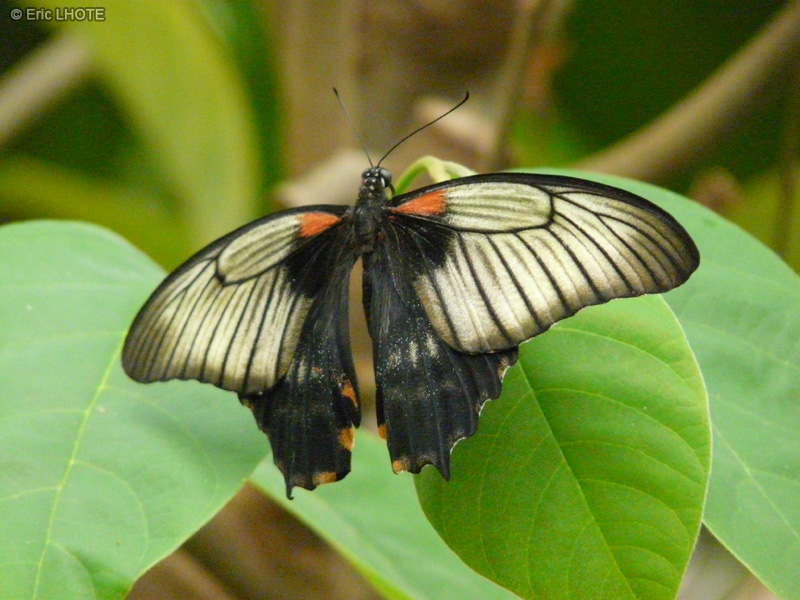 chenilles-papillons-108.jpg