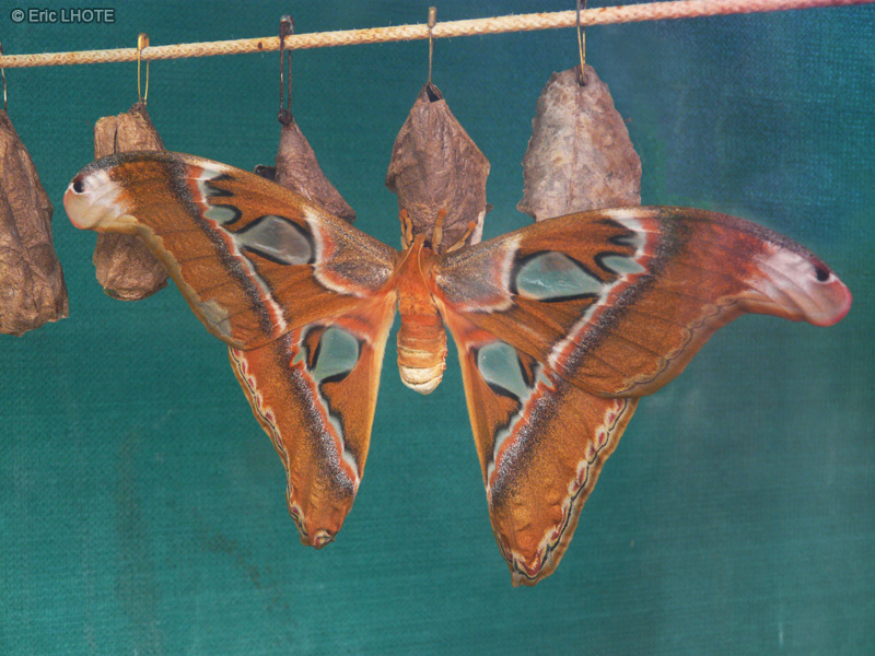 chenilles-papillons-115.jpg