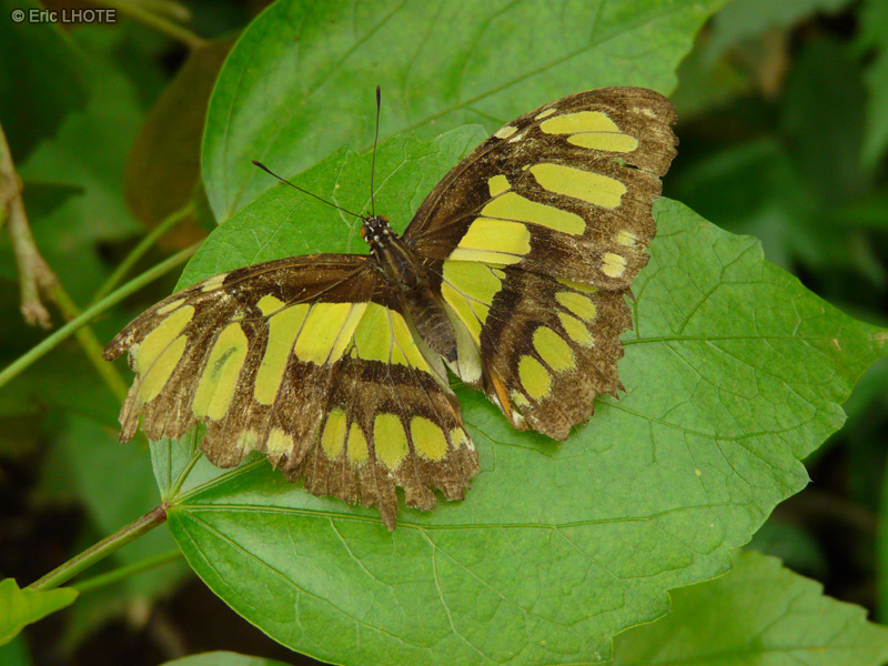 chenilles-papillons-116.jpg