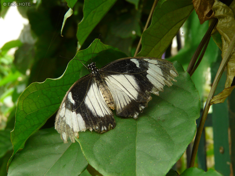 chenilles-papillons-130.jpg