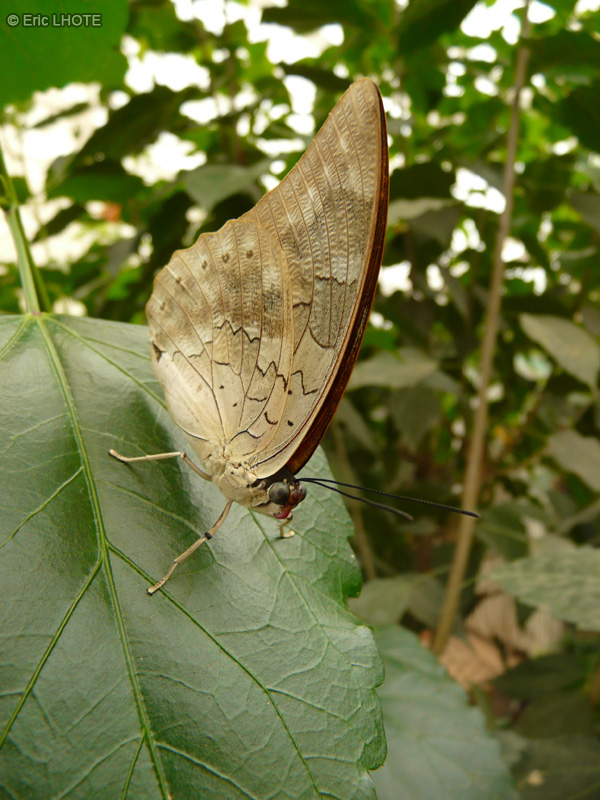 chenilles-papillons-132.jpg