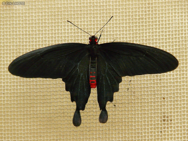 chenilles-papillons-135.jpg