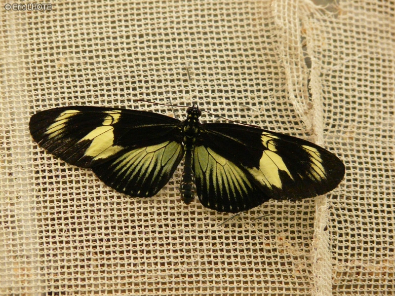 chenilles-papillons-136.jpg