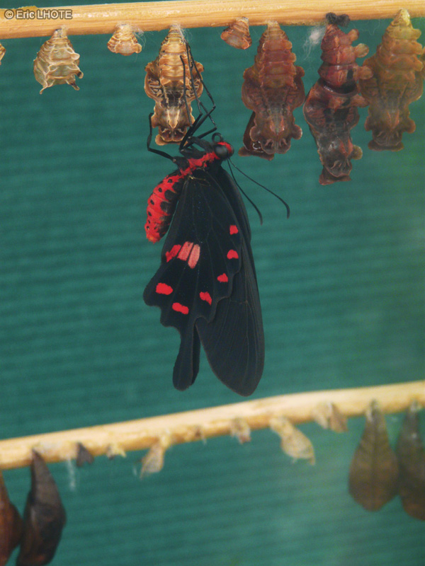 chenilles-papillons-96.jpg