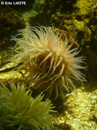 coraux-anemones-11.jpg