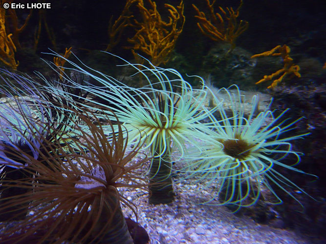 coraux-anemones-13.jpg