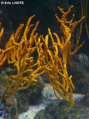 coraux-anemones-14.jpg
