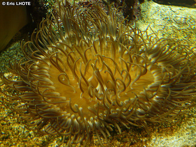 coraux-anemones-22.jpg