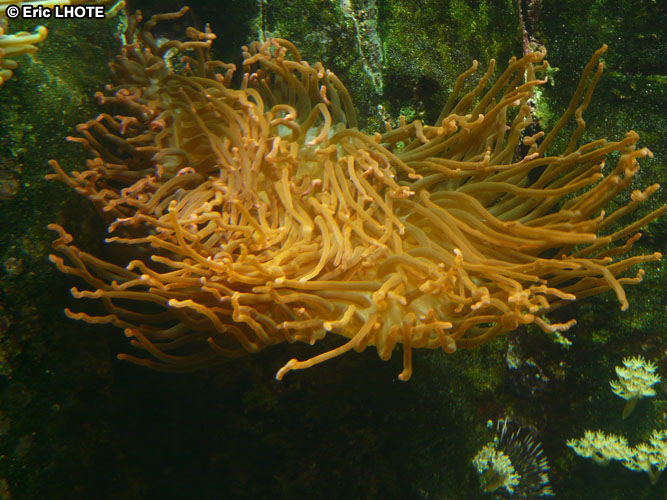 coraux-anemones-23.jpg