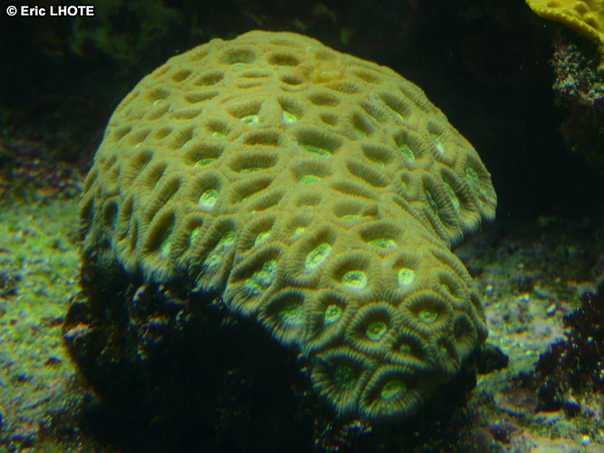 coraux-anemones-28.jpg