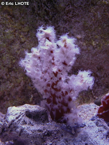 coraux-anemones-31.jpg
