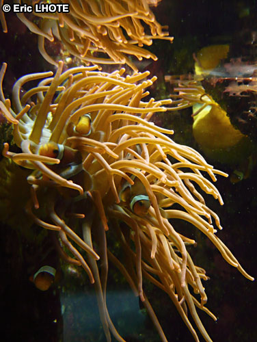 coraux-anemones-34.jpg
