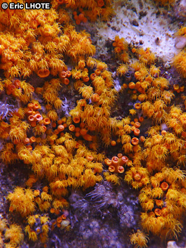 coraux-anemones-35.jpg