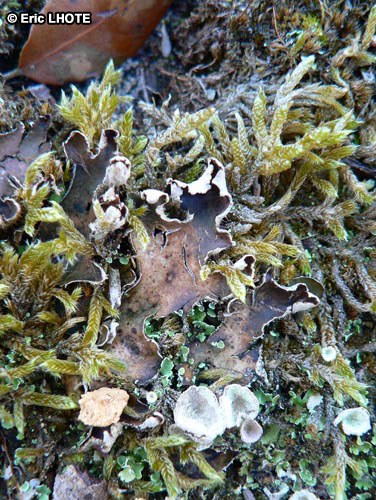 mousses-lichens-15.jpg