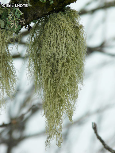 mousses-lichens-18.jpg