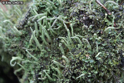 mousses-lichens-22.jpg
